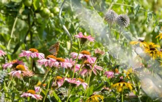 Klimafitter Garten: Klar! Rosalia-Kogelberg