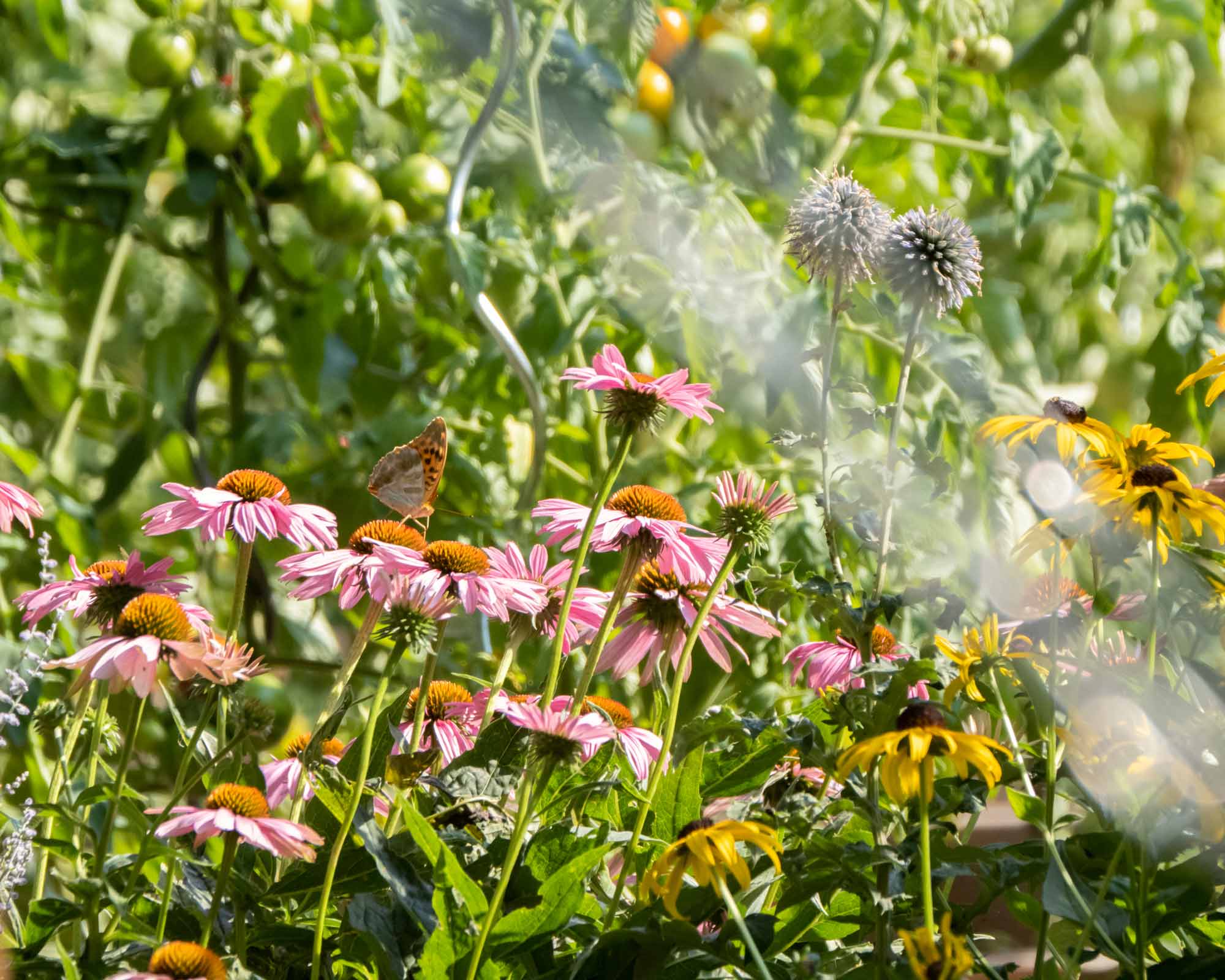 Klimafitter Garten: Klar! Rosalia-Kogelberg