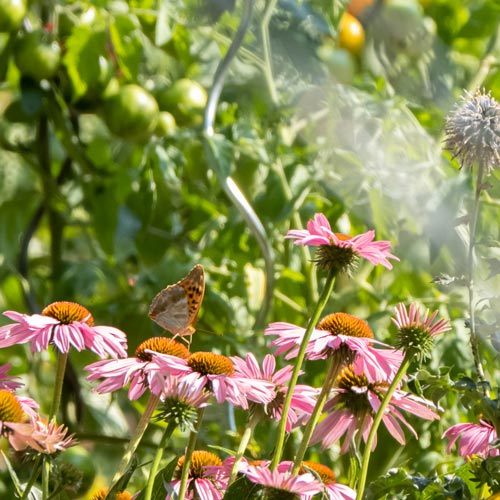 Klimafitter Garten: Klar! Rosalia-Kogelberg