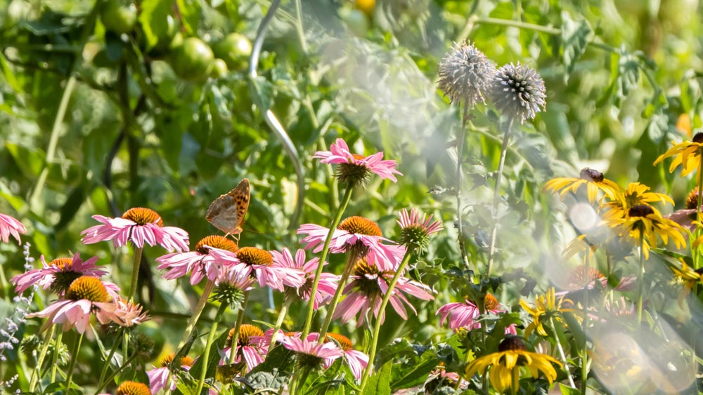 Klimafitter Garten: Klar! Rosalia-Kogelberg