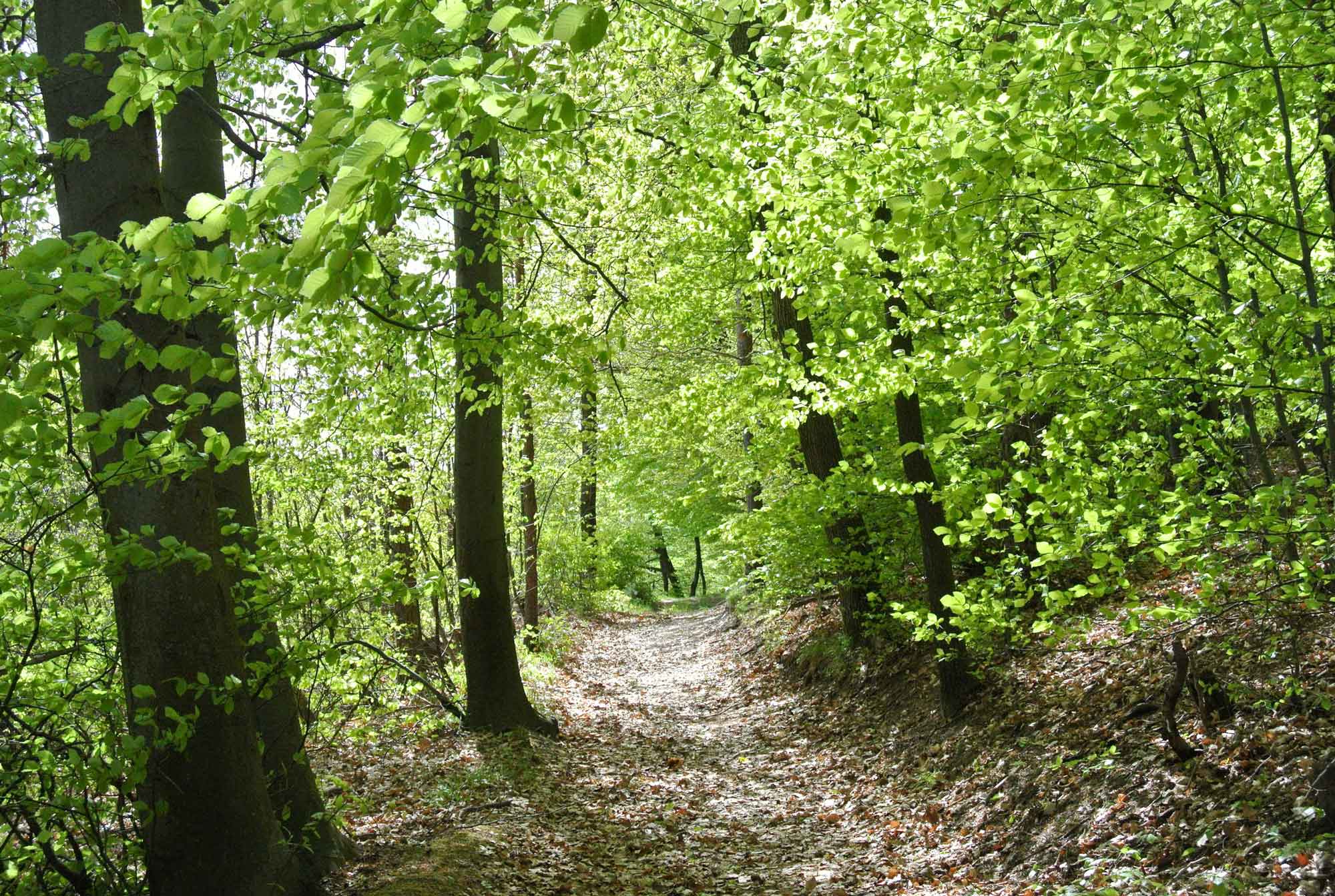 Klimafitter-Wald-Klar-Rosalia-Kogelberg