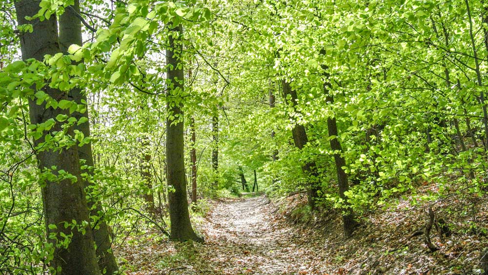 Klimafitter-Wald-Klar-Rosalia-Kogelberg Klimafitter-Wald-Klar-Rosalia-Kogelberg