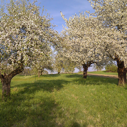 Obstbaumpflanzaktion und Erhalt von Streuobstwiesen