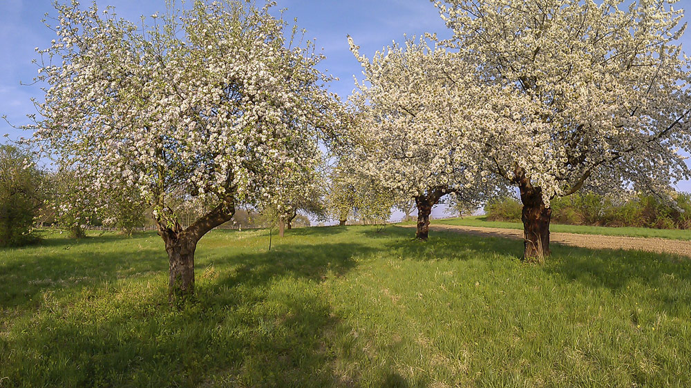 Obstbaumpflanzaktion und Erhalt von Streuobstwiesen: Klar! Rosalia-Kogelberg Obstbaumpflanzaktion und Erhalt von Streuobstwiesen: Klar! Rosalia-Kogelberg